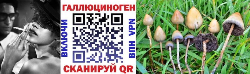 купить закладку Тайшет Псилоцибиновые грибы MAGIC MUSHROOMS